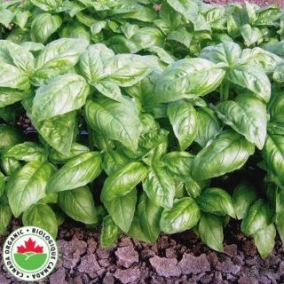 Dolly Organic Basil Thumbnail